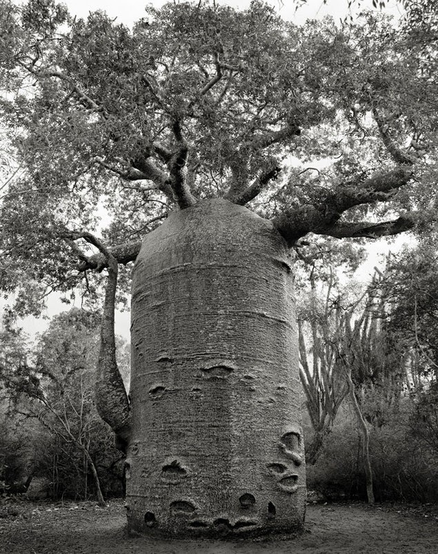 beth moon oldest living trees-11
