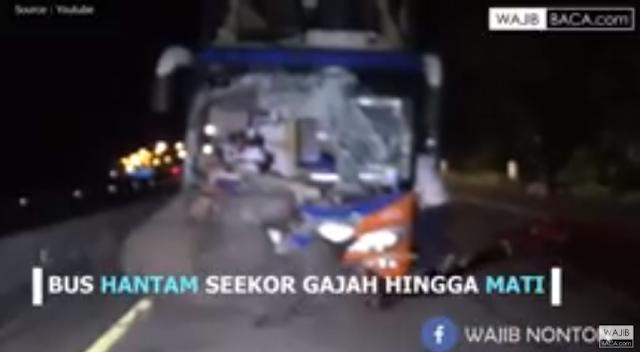 Gajah Ditabrak Bus, 25 Wisatawan Luka-luka Tapi Kasihan Si Gajah Mati