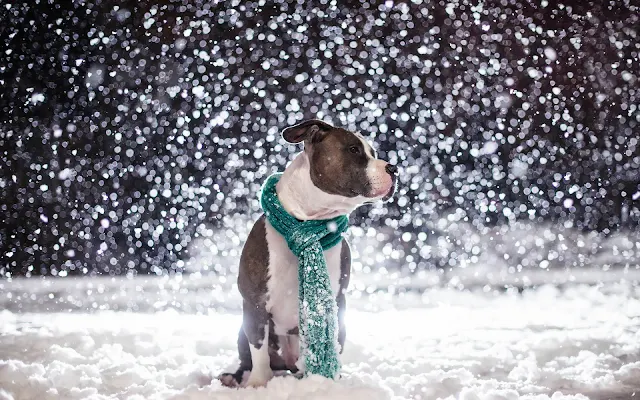 Hond met sjaal buiten in de sneeuw
