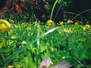 Yellow Flowers Wild Peanut Or Arachis Duranensis Plants In The Garden Yard At Tangguwisia Village, North Bali, Indonesia