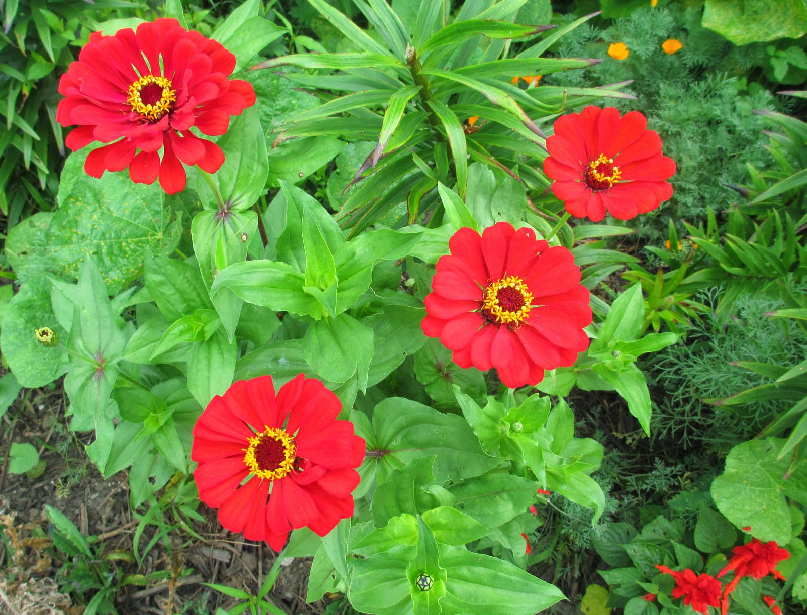 Garden Fancy Zinnia Time!