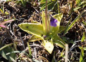 Common Butterwort - Anglesey