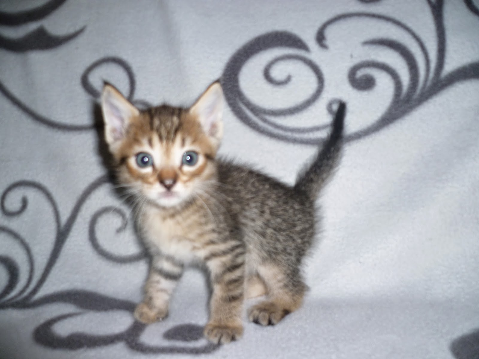 PIXIEBOB CATTERY WILDKITTY : Kittens