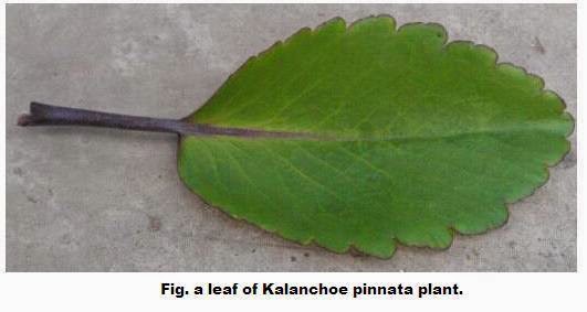 A leaf of Kalanchee pinnata plant