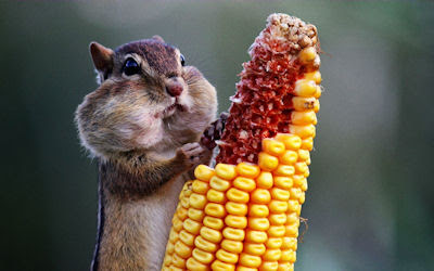 Ardilla comiendo su mazorca de maíz - Chipmunk eating corn