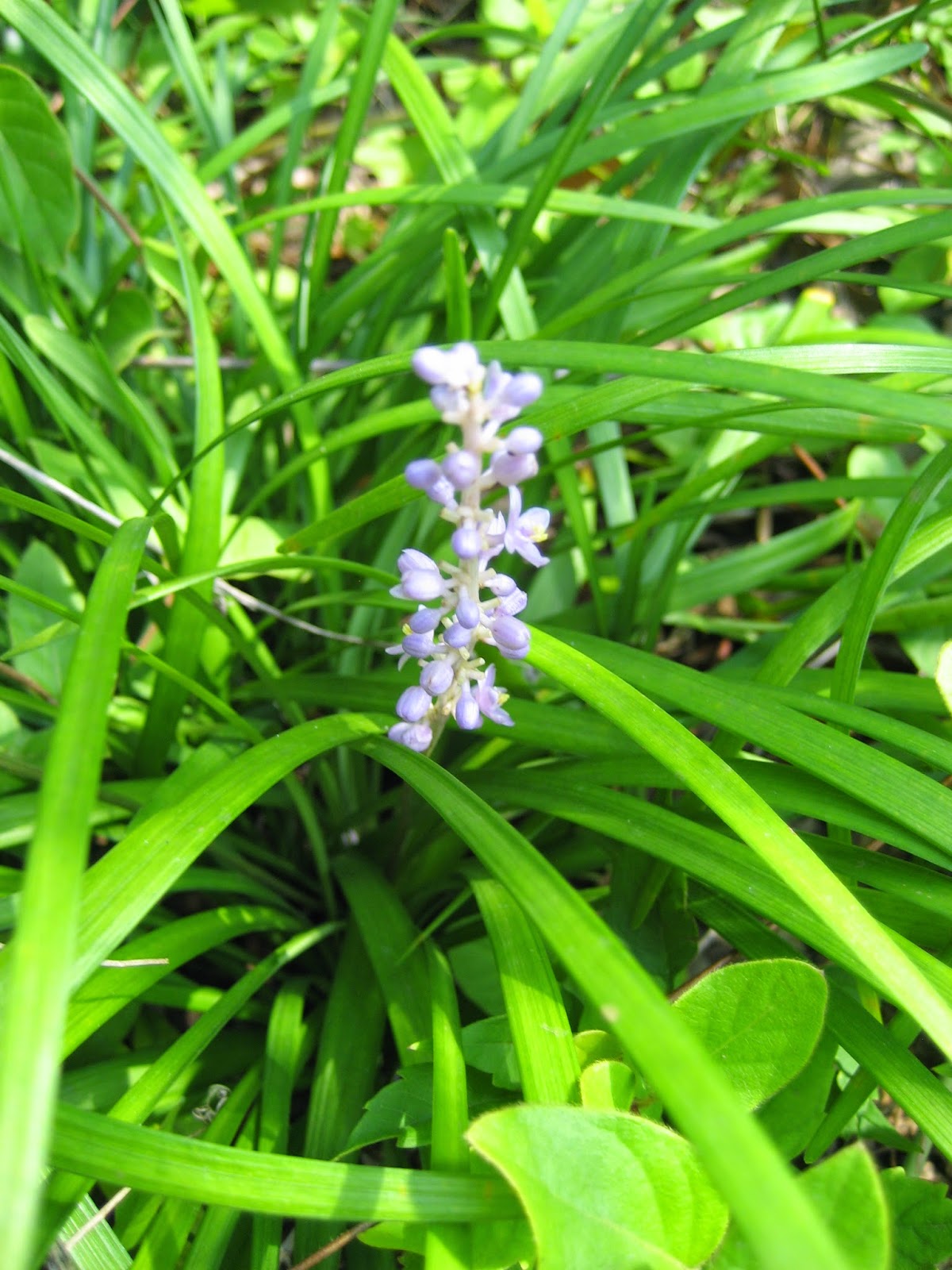 Discovering His Creation: Monkey grass- Lilyturf ( Liriope muscari )