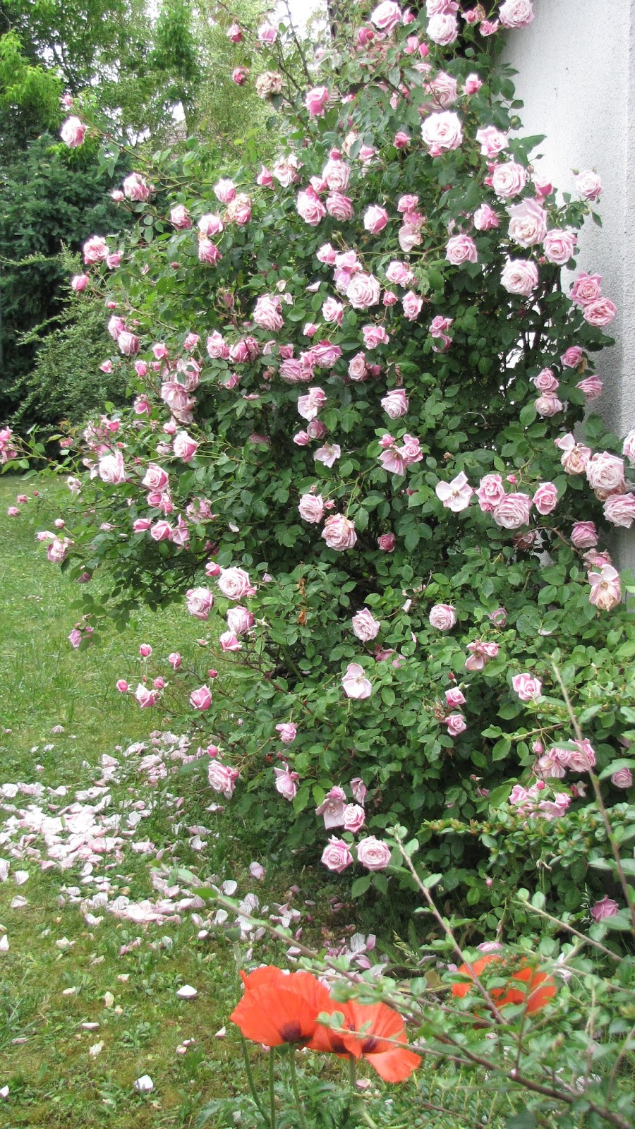 Rothenblog: Strauchrose Errötendes Mädchen in Blüte und Duft