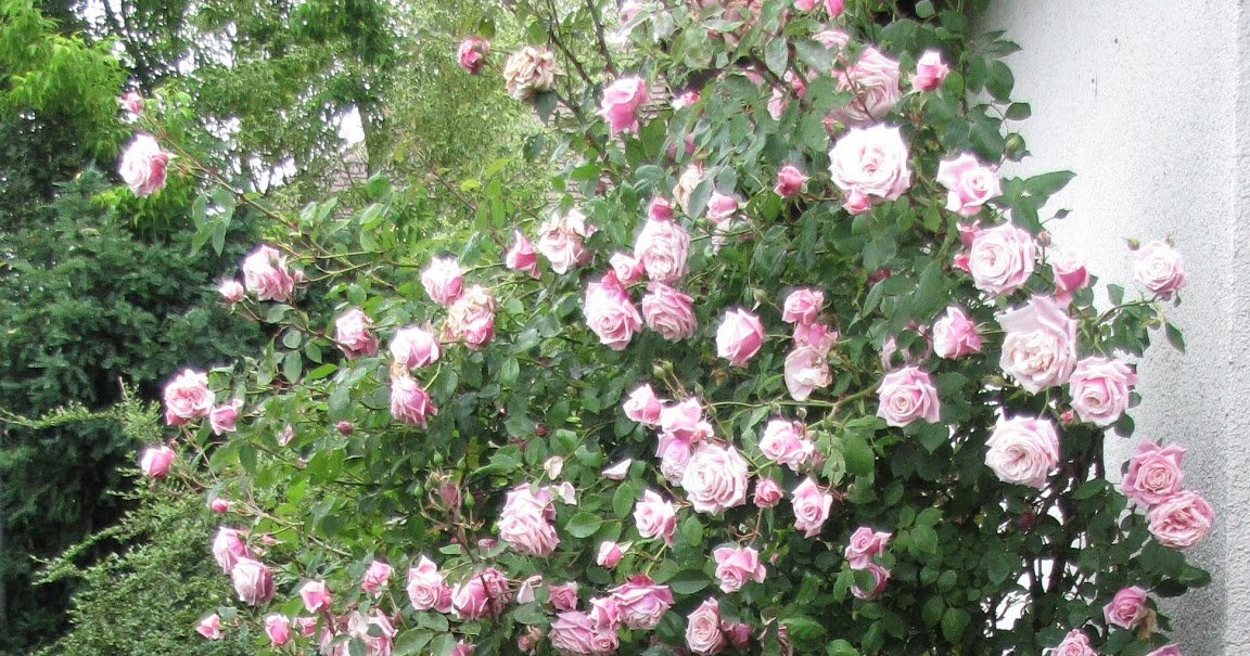 Rothenblog: Strauchrose Errötendes Mädchen in Blüte und Duft