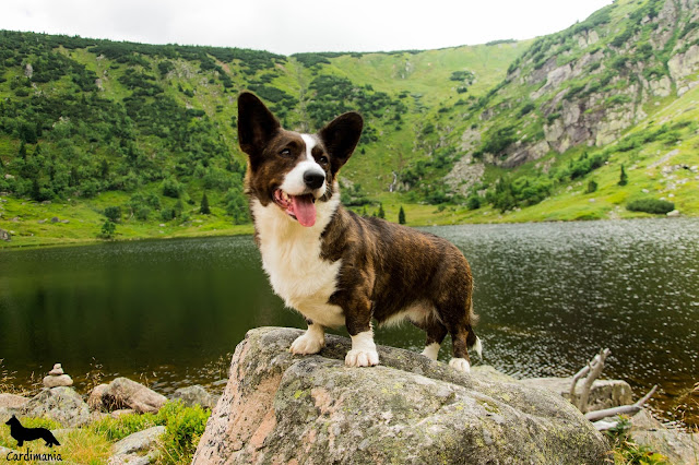życie w górach, życie z psem, w góry z psem, sudety, izery, karkonosze
