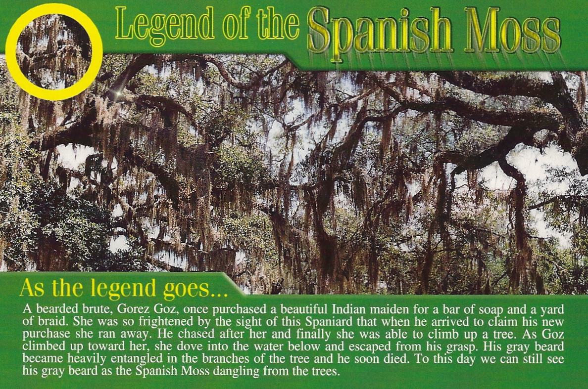 My Favorite Postcards The Legend of Spanish Moss