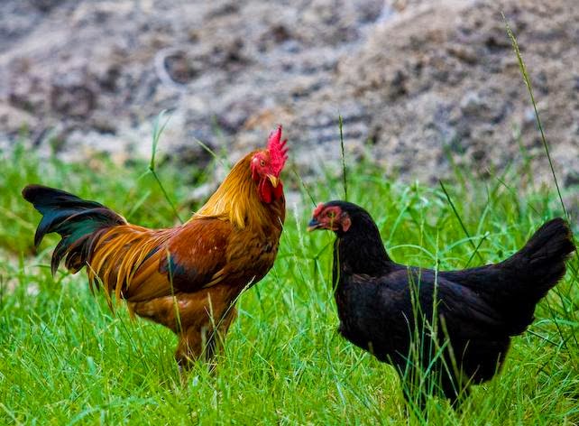 Cara Beternak Ayam  Kampung  Pedaging Lumajang Joper Zone s