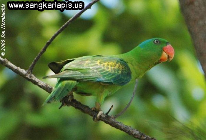 Mengenal Ragam Dan Jenis Burung Betet Yang Ada Di Indonesia