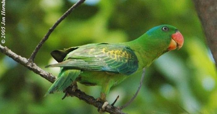 Mengenal Ragam Dan Jenis Burung Betet Yang Ada Di Indonesia