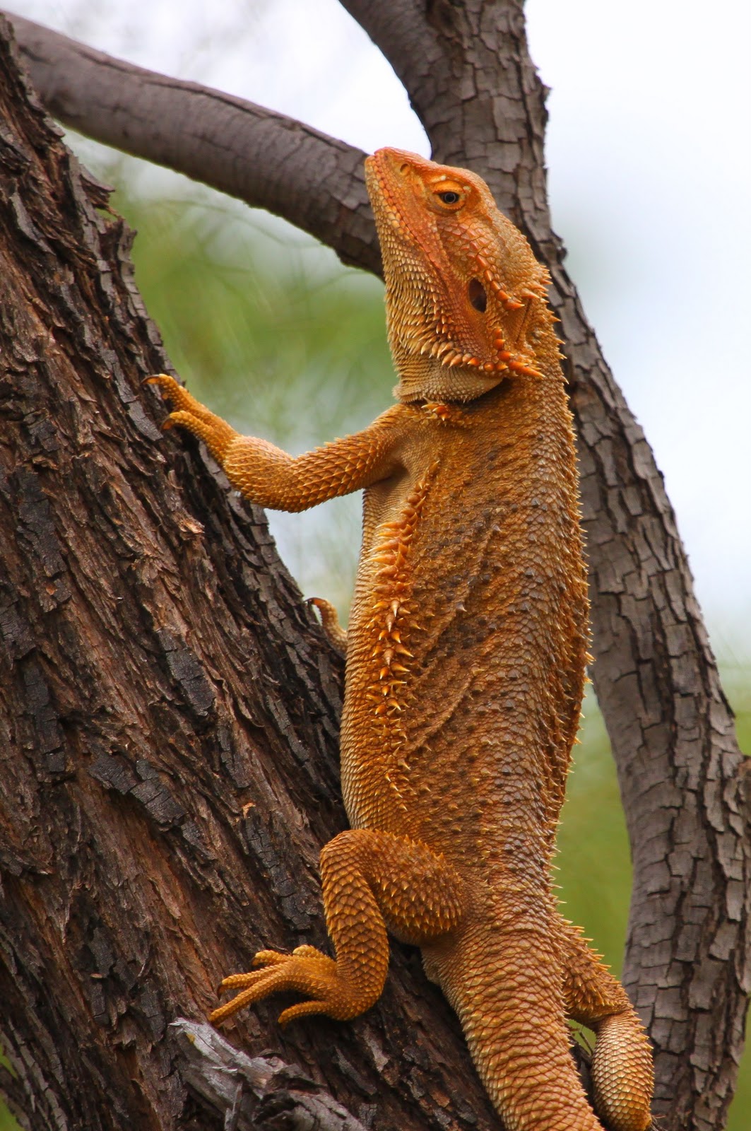 Richard Waring's Birds of Australia Bearded Dragon eats Native Black Wasp, and Dragonfly