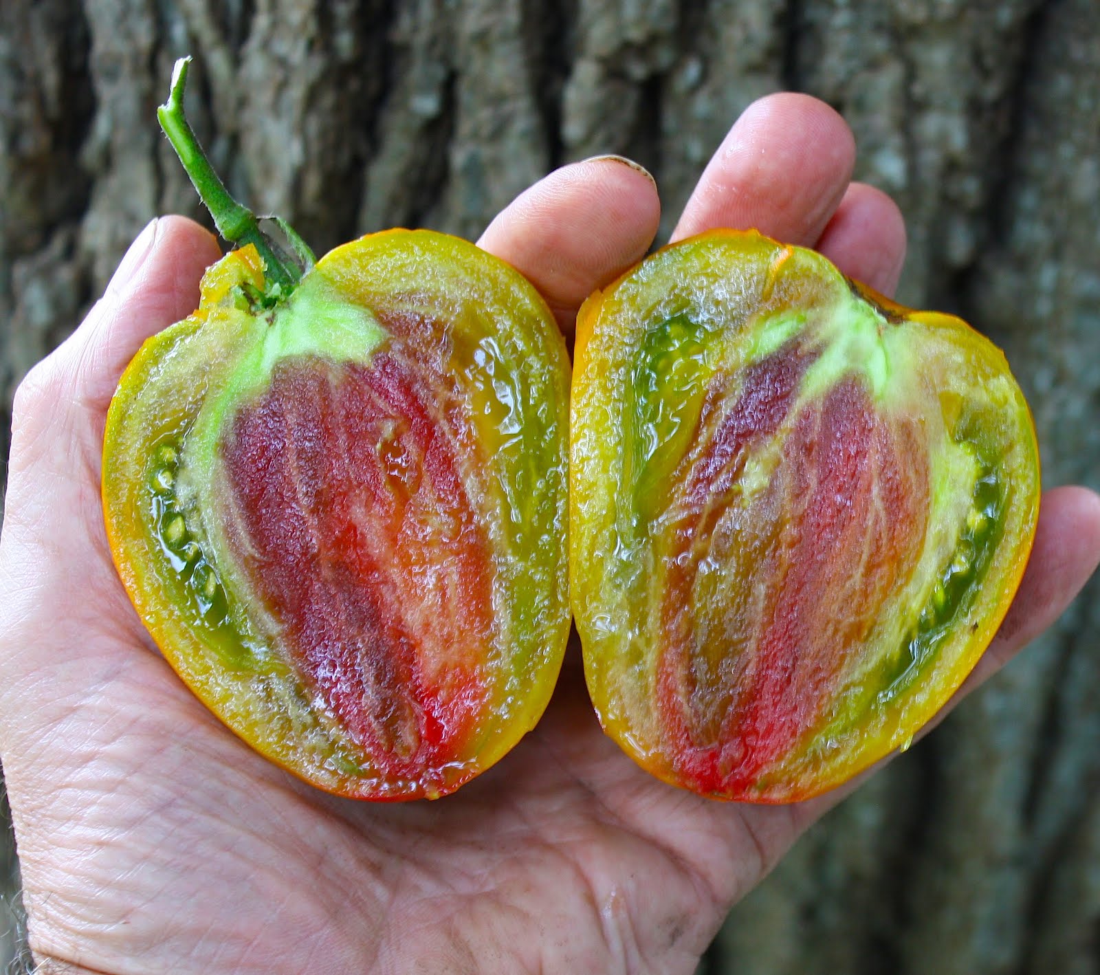 Dragon's Tongue