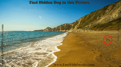 Answer of Find the Animal Puzzle