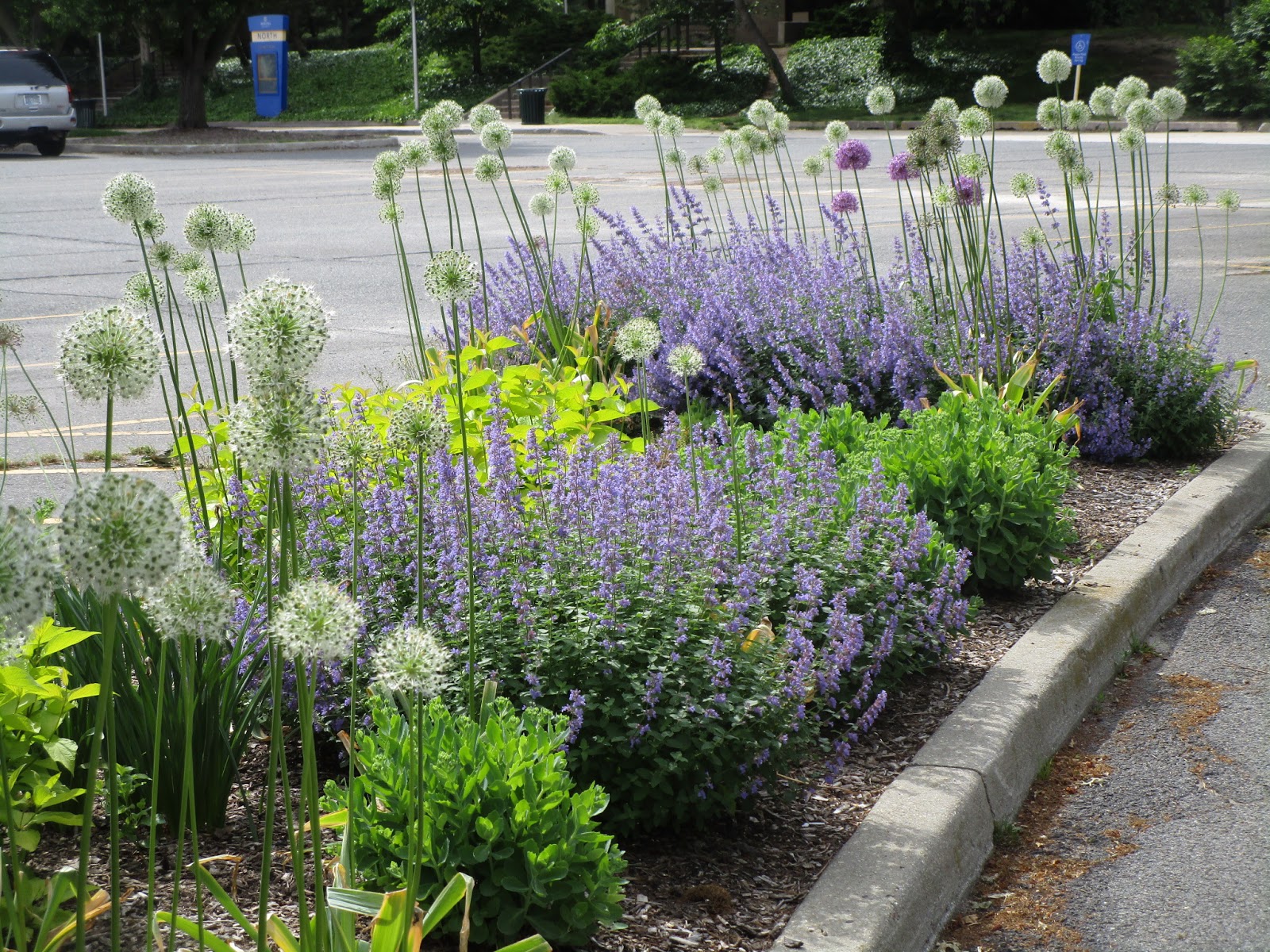 Outside Now In the Parking Lot With Plants