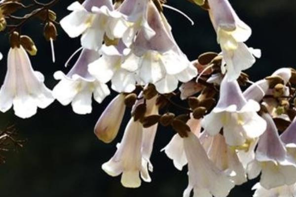 Paulownia Pour Bois De Cheminee Paulownia Aquitaine