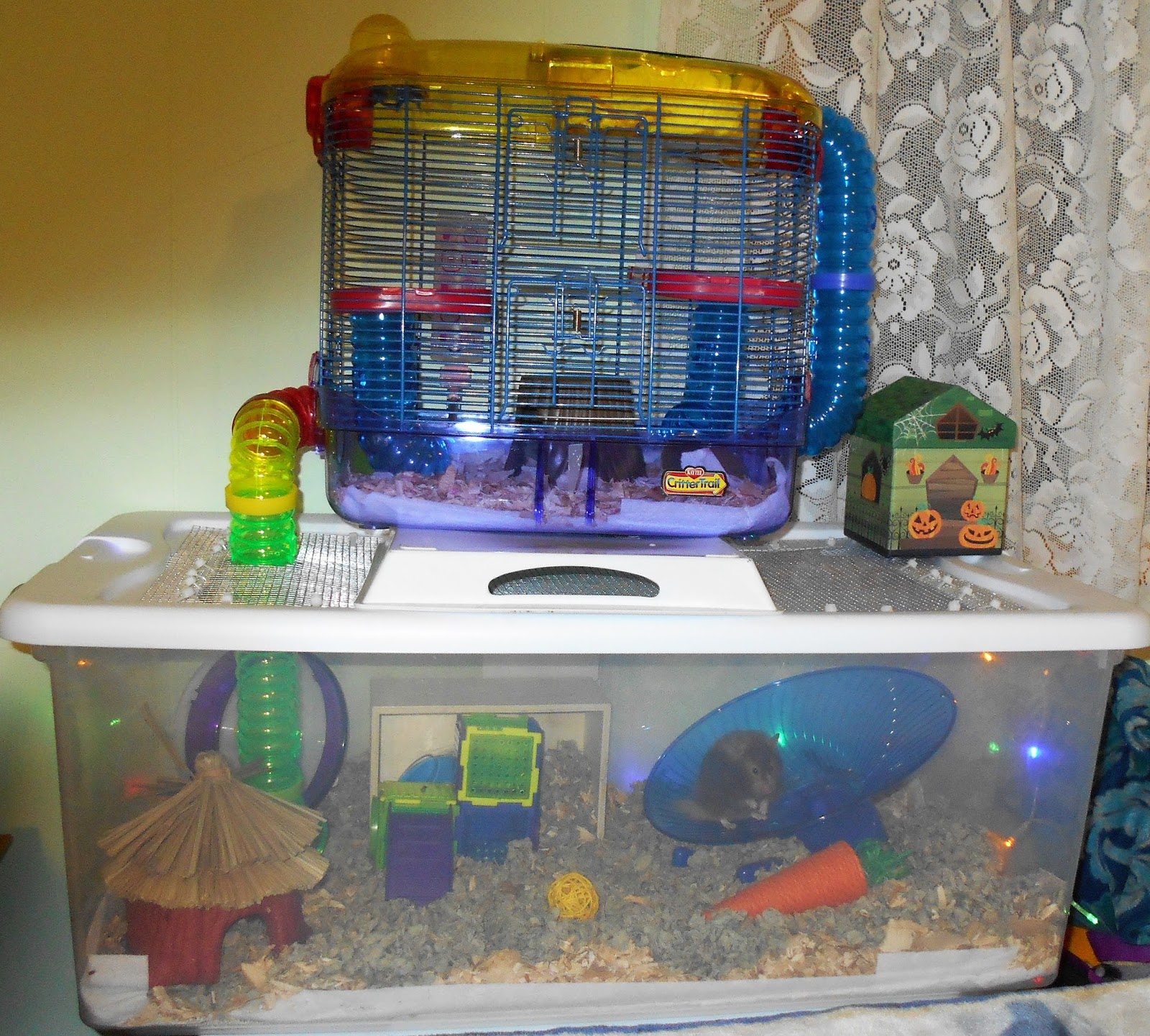 Crafty Kat New Bin Cage for Chunkers the Hamster!