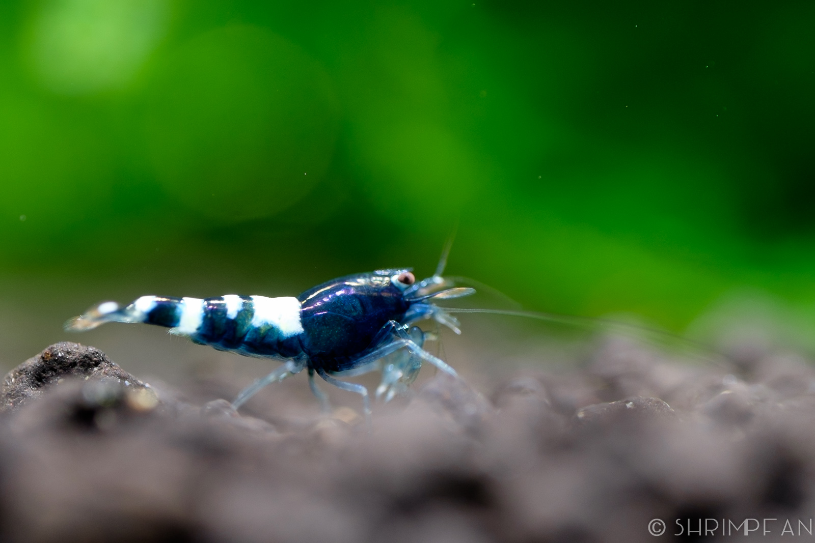 ShrimpFAN Photoburst Japanese Pintos (black)