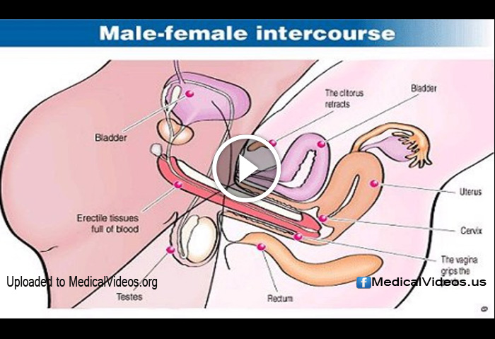 Sexual Health Man And Woman Intercourse