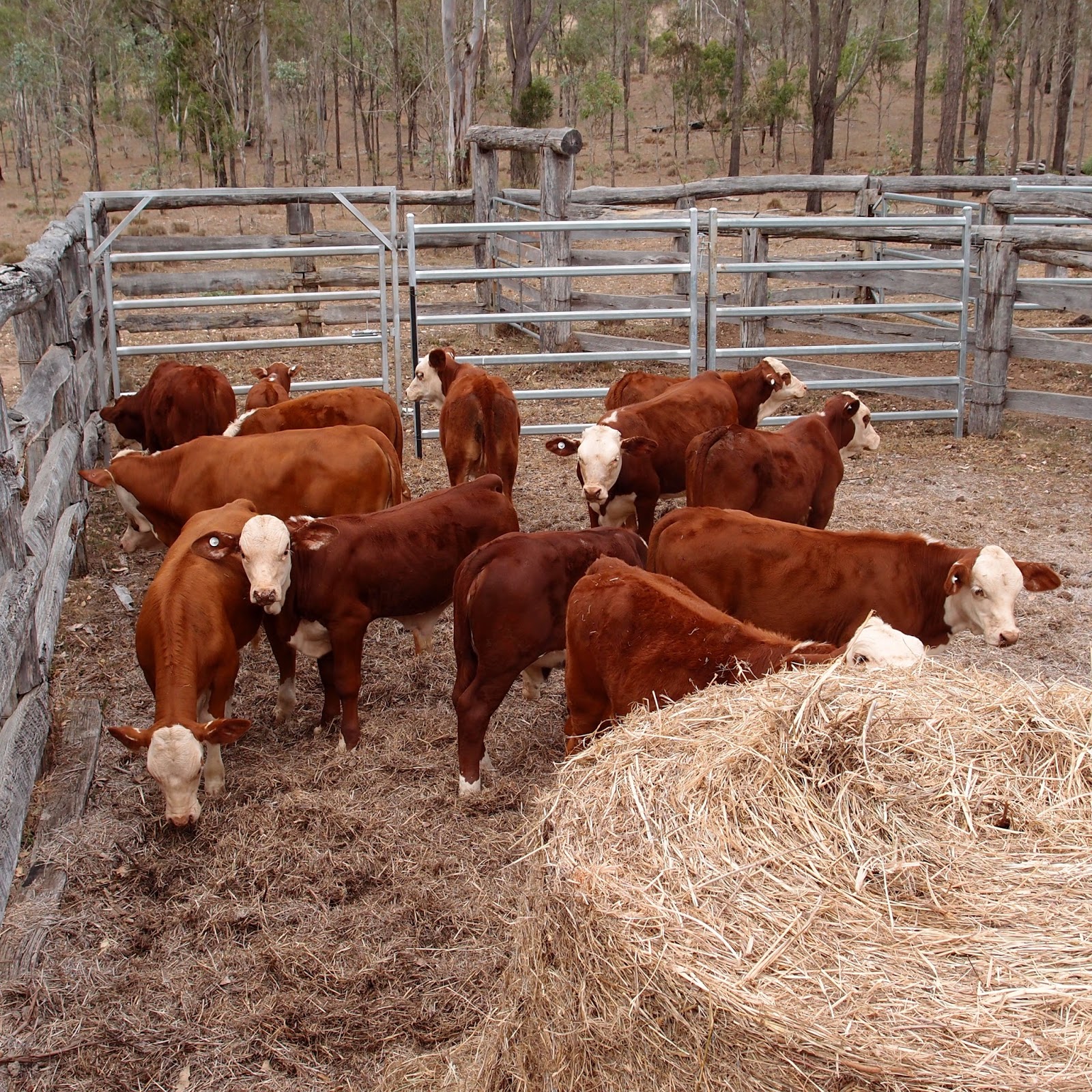 Animal behaviour and staying safe around cattle Eight Acres Natural Living