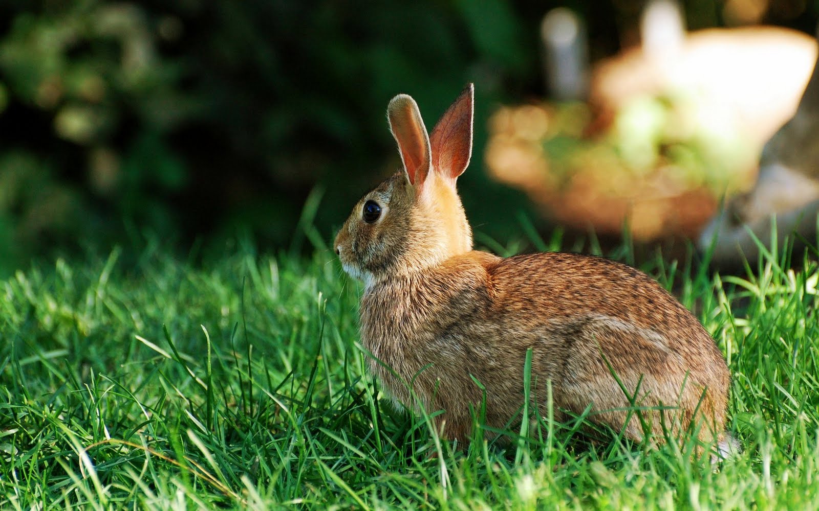 Top 33 Beautiful And Cute Rabbit Wallpapers In HD
