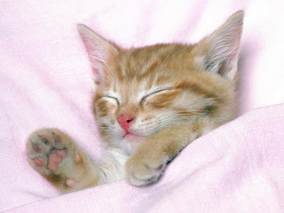 Sleeping-Cat