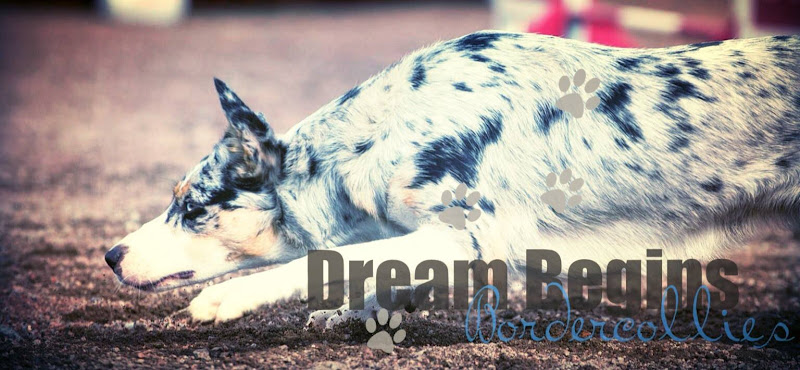 .... Dream Begins bordercollies