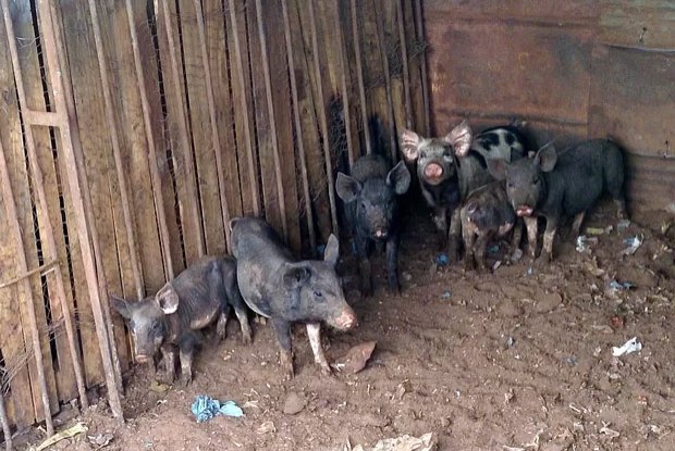 Mulher procura um lar para seus 19 porcos de estimação