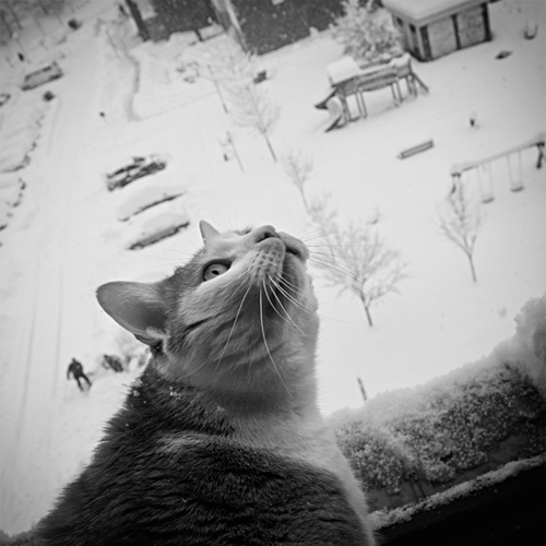 Goose & Cloud: One cat's winter days...