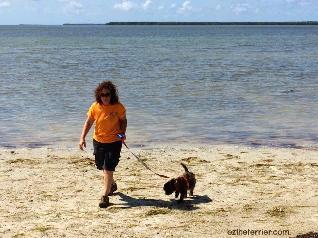 Oz the Terrier at Florida Bay in Everglades National Park