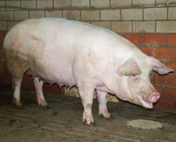 dutch landrace pig, dutch landrace pigs, about dutch landrace pig, dutch landrace pig breed, dutch landrace pig breed info, dutch landrace pig breed facts, dutch landrace pig care, caring dutch landrace pig, dutch landrace pig color, dutch landrace pig characteristics, dutch landrace pig facts, dutch landrace pig history, dutch landrace pig hair, dutch landrace pig info, dutch landrace pig images, dutch landrace pig origin, dutch landrace pig photos, dutch landrace pig pictures, dutch landrace pig rarity, dutch landrace pig rearing, raising dutch landrace pig, dutch landrace pig size, dutch landrace pig temperament, dutch landrace pig uses, dutch landrace pig weight