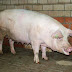 Dutch Landrace Pig