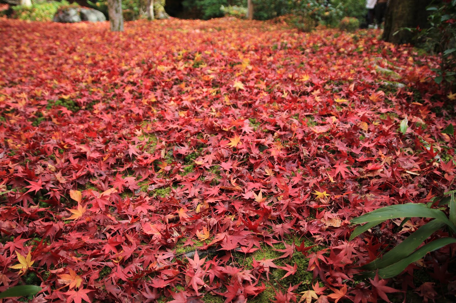 日本 京都 琉璃光院的戰爭 圓光寺紅葉 鞍馬溫泉的中場休息 貴船神社點燈