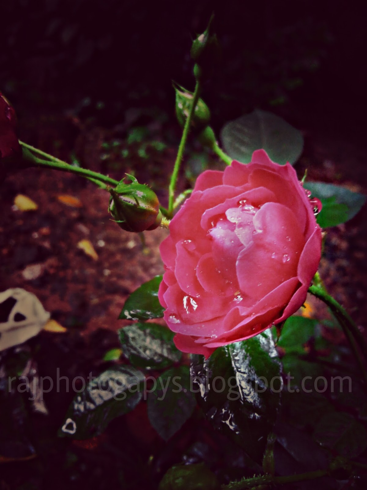 Natural Wallpapers A Rose Can Never Be A Sunflower And A Sunflower Can Never Be A Rose All Flowers Are Beautiful In Their Own Way And That S Likewomen Too