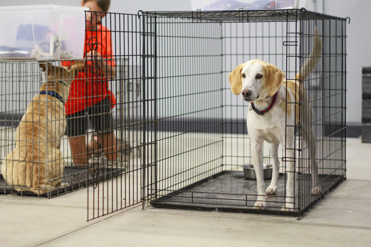 The Doglando Blog Orlando Dog Grooming Orlando Dog Training Dog