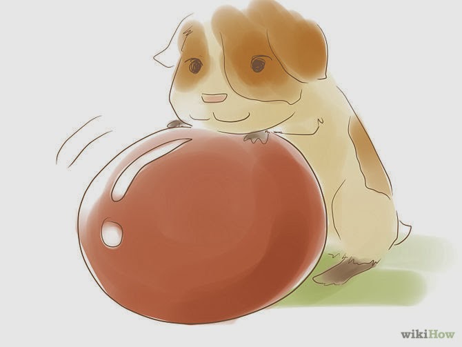 Lovely Cute Pets How to Entertain Your Guinea Pig