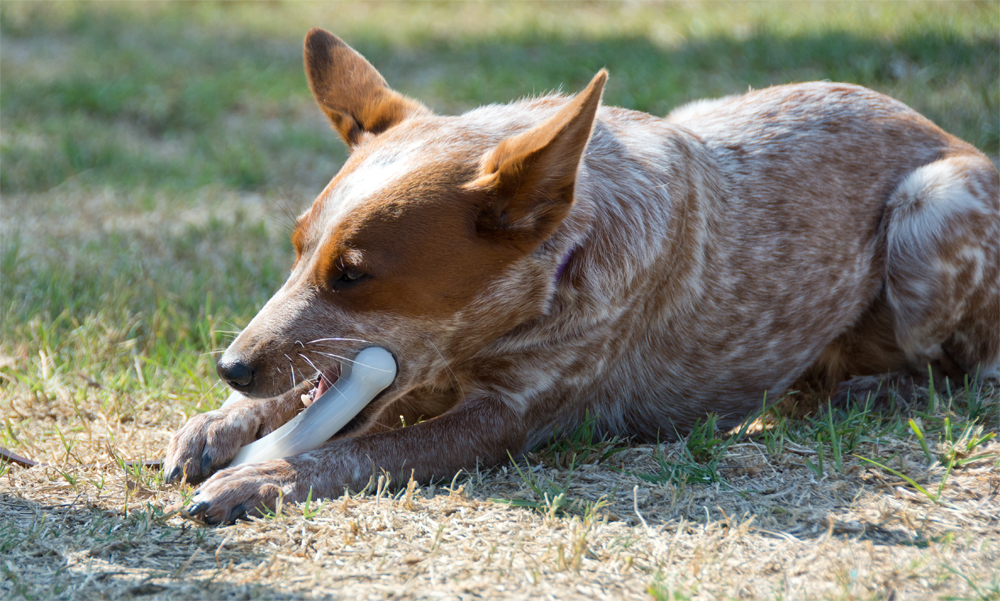 are dingo bones safe for puppies