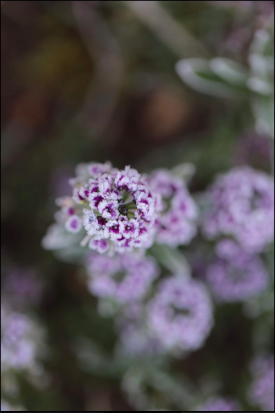 A Frosty Morn Delights (Click on photo to get post)