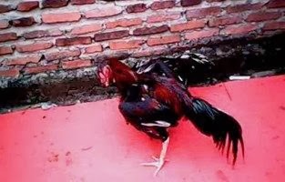 2 jenis obat ayam aduan bangkok ngorok