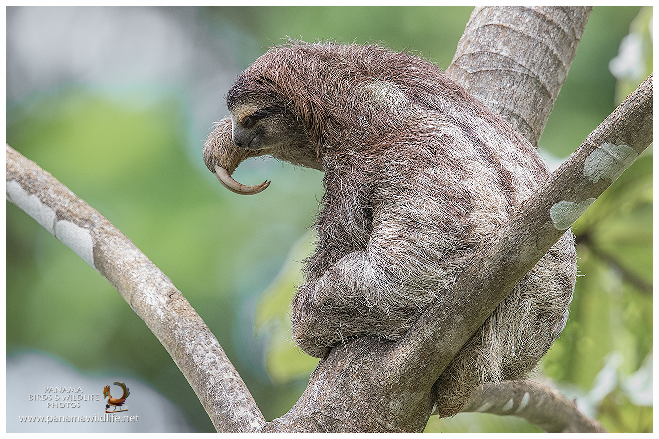 Featured Species Brown Throated Three Toed Sloth Bradypus