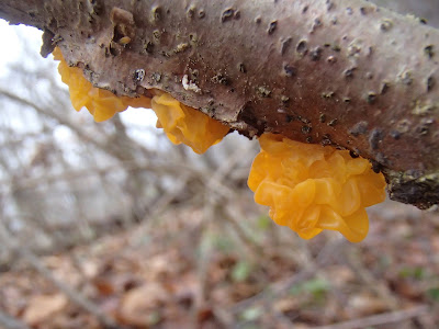 Trzęsak pomarańczowożółty Tremella mesenterica