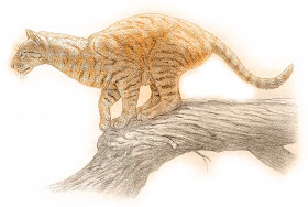 Mundo PréHistórico Proailurus