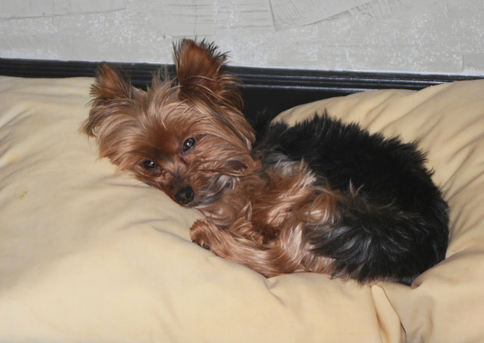 Miniature Yorkshire Terrier April 2014