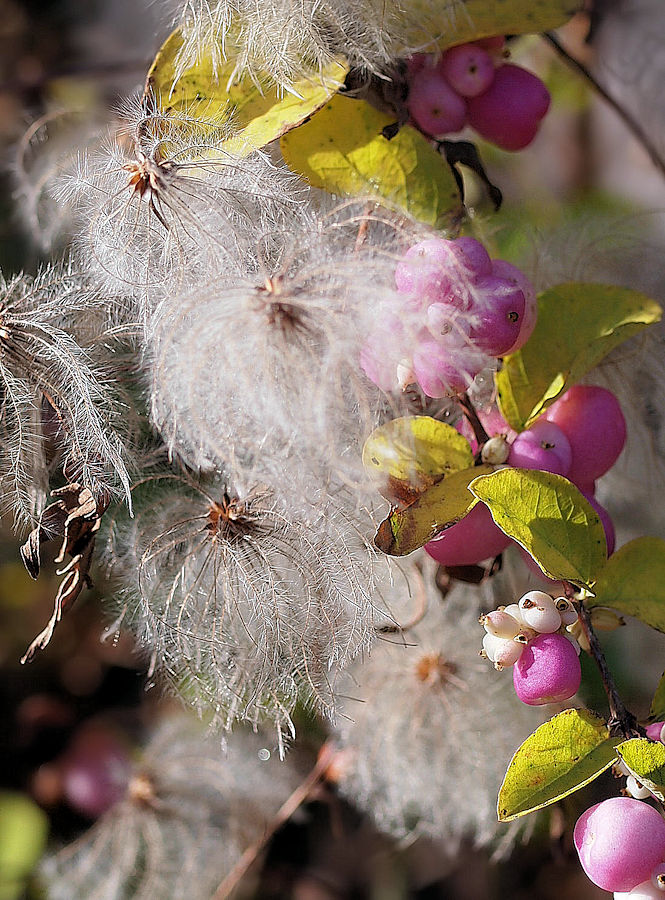 Collection Pepiniere La Simoniere Pdf Telechargement Gratuit