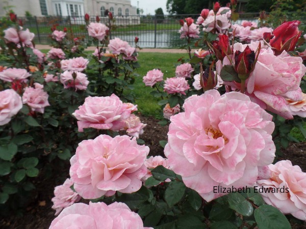Roses At Hershey Gardens