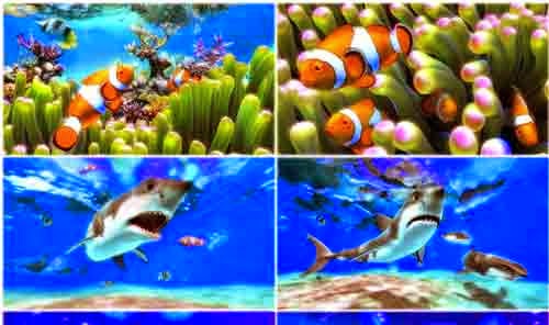 Wallpaper Aquarium Bergerak Untuk Pc 1000 Aquarium Ideas