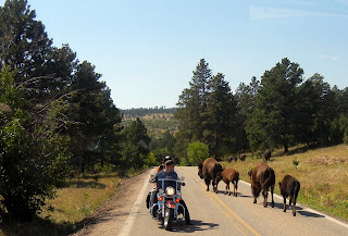 Loose buffalo near our car in Custer State Park in South Dakota