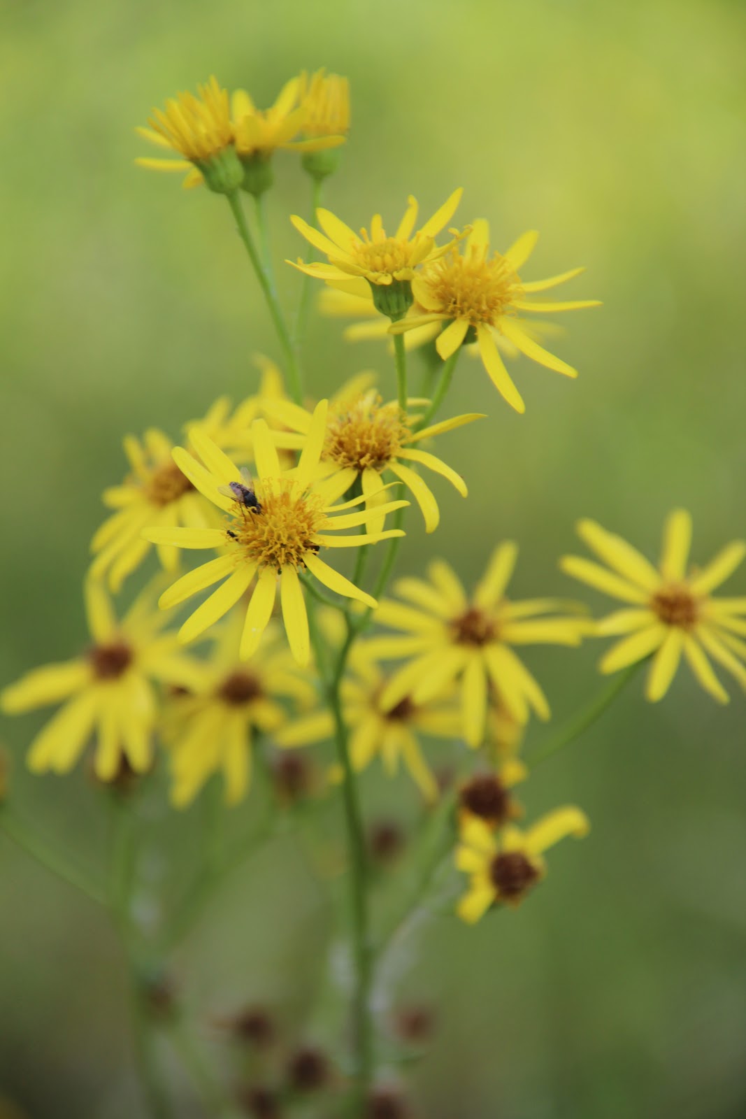 Ishbin's Free Textures 'n' Pictures Yellow